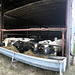 dairy cows at work