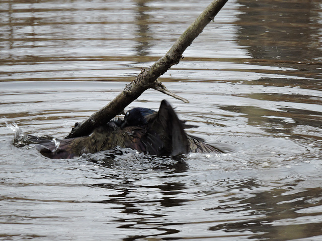 Grackle fight