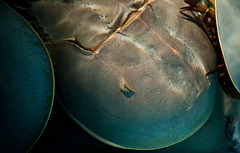 Horseshoe Crabs
