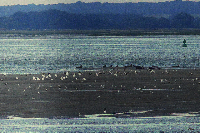 Phoques en baie de Somme