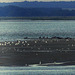 Phoques en baie de Somme