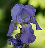 20200527 3886VRAw [D~LIP] Deutsche Schwertlilie (Iris germanica agg), UWZ, Bad Salzuflen