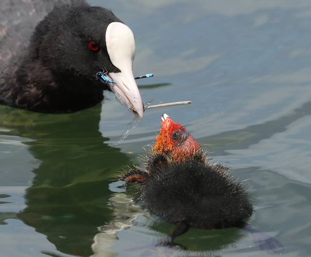 Maman foulque nourrit son poussin