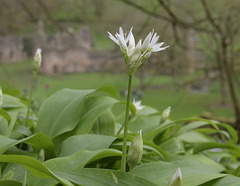 Garlic (Allium sativum)