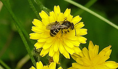 20230713 1733CPw [D~LIP] Kleinköpfiger Pippau, Schmalbiene (Lasioglossum agg), Bad Salzuflen