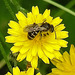 20230713 1733CPw [D~LIP] Kleinköpfiger Pippau, Schmalbiene (Lasioglossum agg), Bad Salzuflen