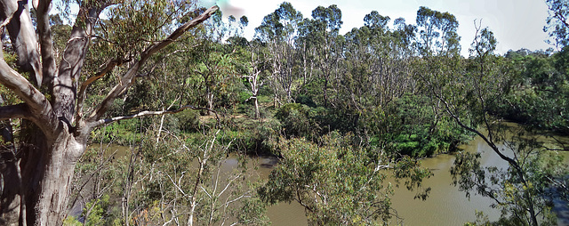 flying foxes at Yarra Bend