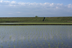 Young plants established_May