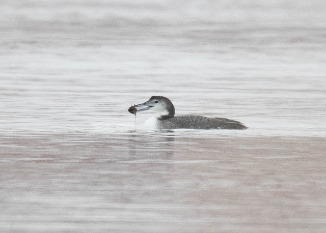 Common Loon