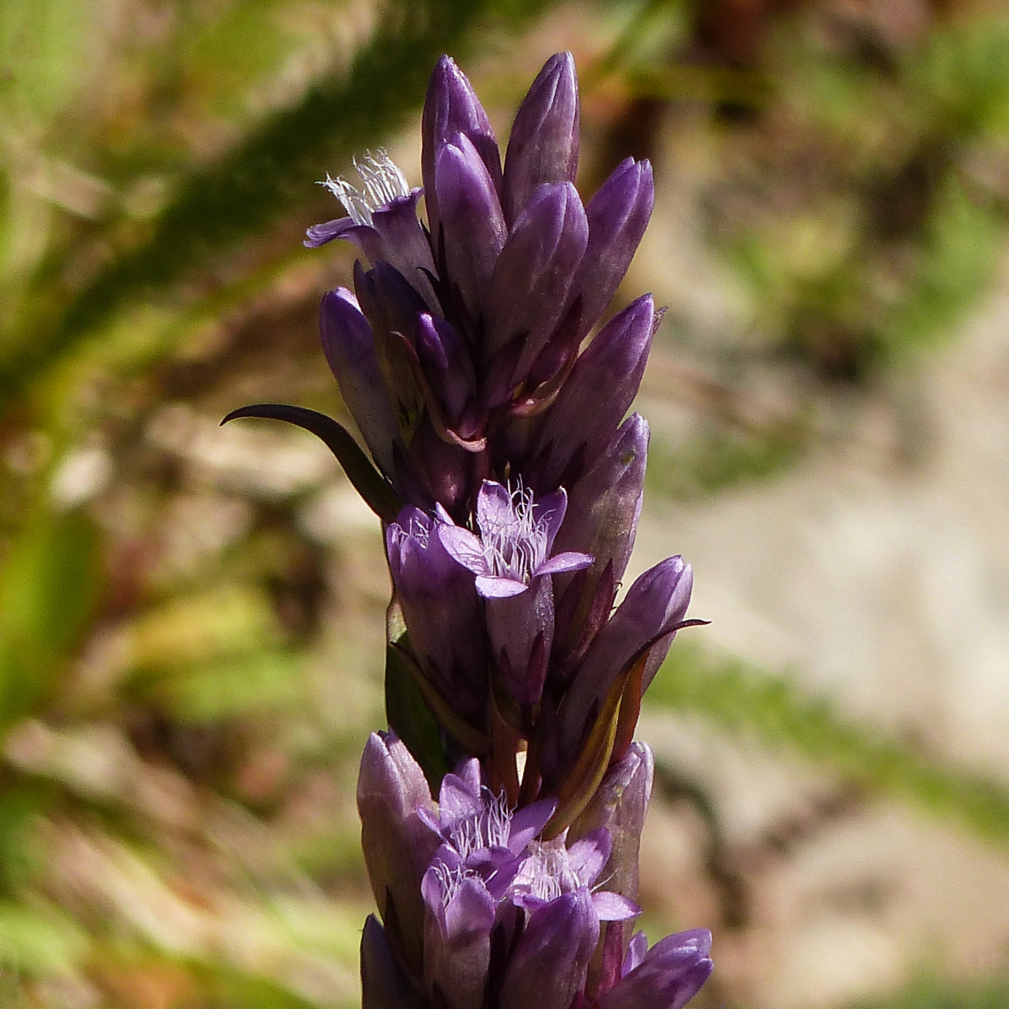 Northern Gentian