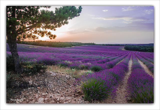 Campos de Lavanda