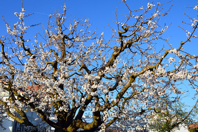 Der Kirschbaum beginnt zu Blühen