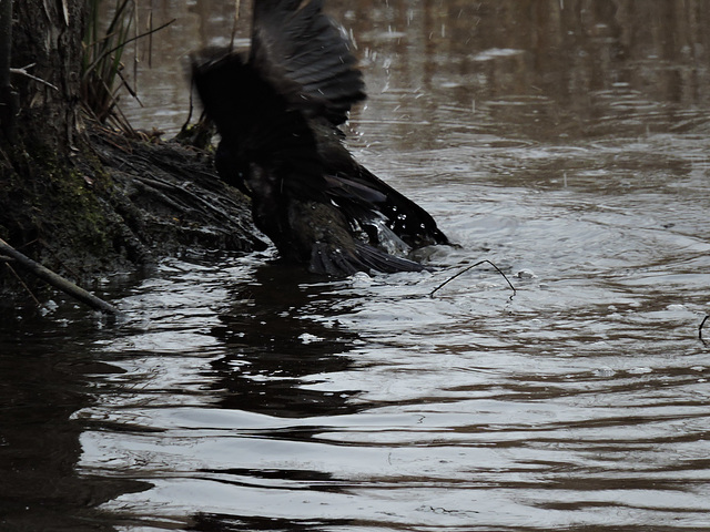 Grackle fight