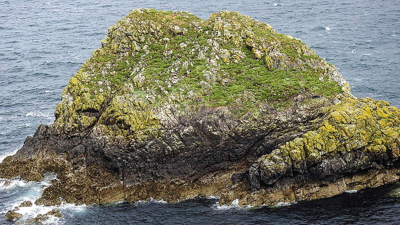 20190612 5031CPw [R~GB] Skomer, Wales