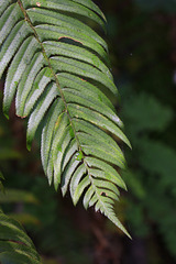 Sword Fern