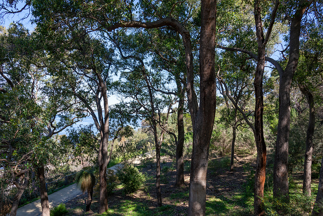 The Tuart trees