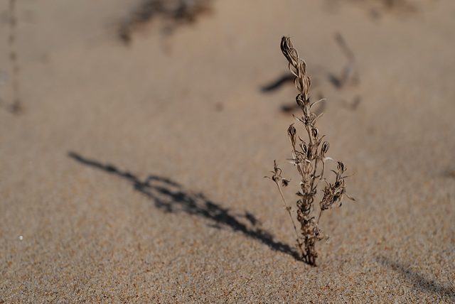 Poesia da Terra Sedenta