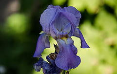 20200527 3887VRAw [D~LIP] Deutsche Schwertlilie (Iris germanica agg), UWZ, Bad Salzuflen