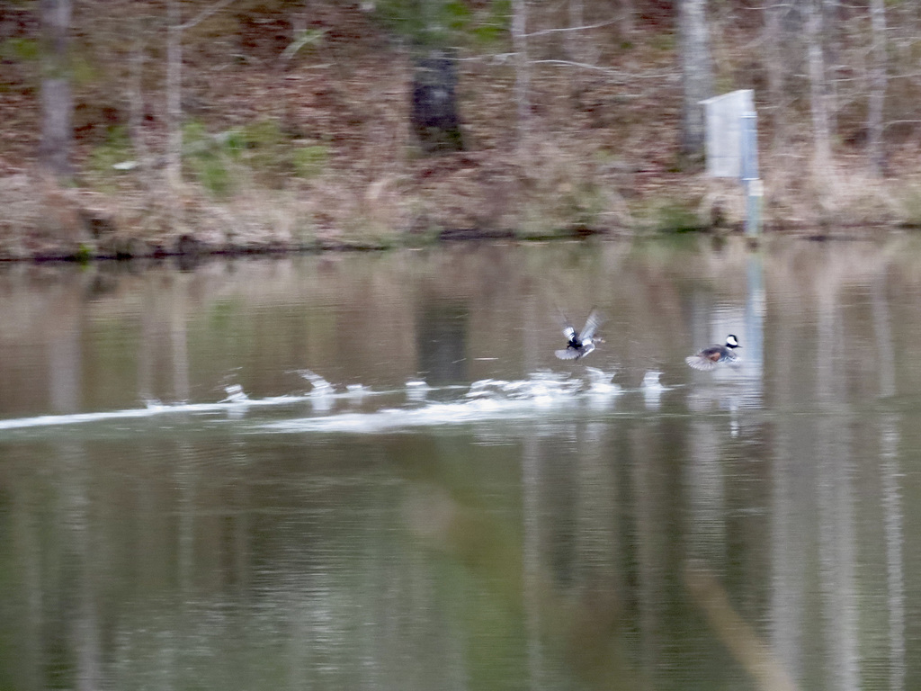 Hooded mergansers