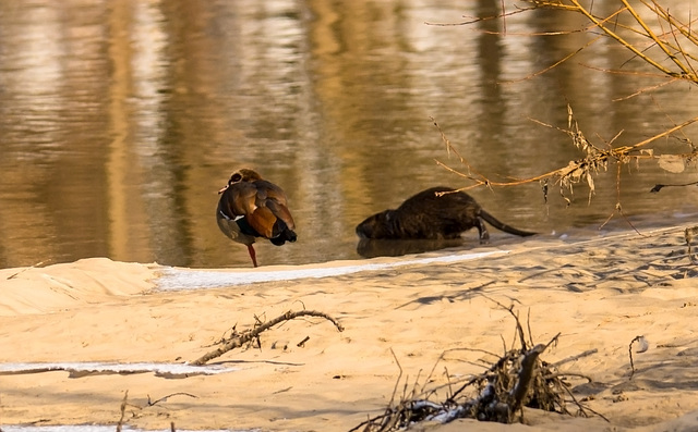 Nilgans einen schönen Tag wünschen