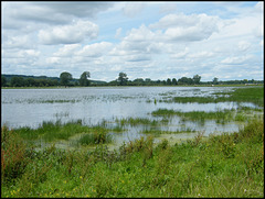 water meadow