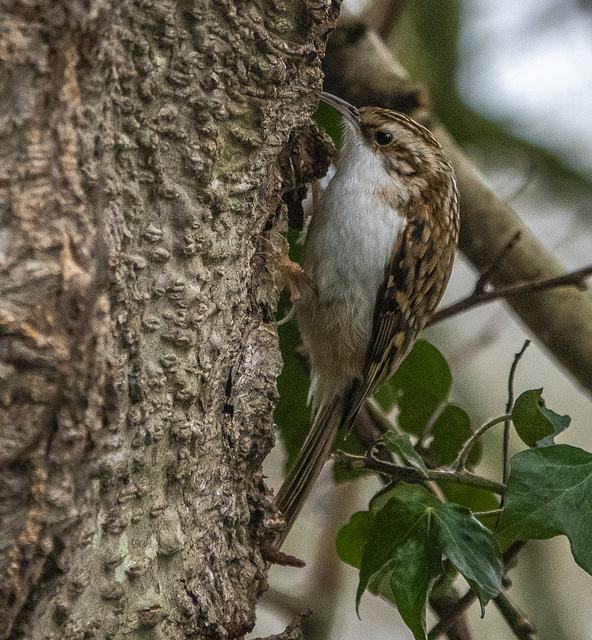 Tree creeper