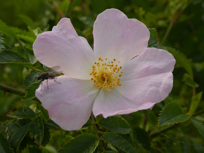 Heckenrose mit Fliege