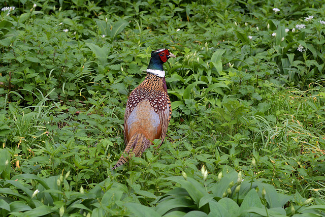 Pleasant Pheasant