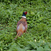 Pleasant Pheasant