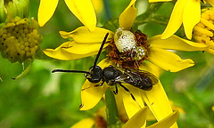 20230713 1735CPw [D~LIP] Jakobs-Greiskraut, Schmalbiene (Lasioglossum agg), Bad Salzuflen