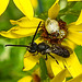 20230713 1735CPw [D~LIP] Jakobs-Greiskraut, Schmalbiene (Lasioglossum agg), Bad Salzuflen