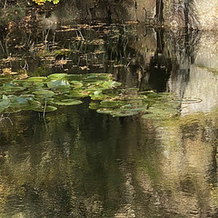 Water Lily Pond