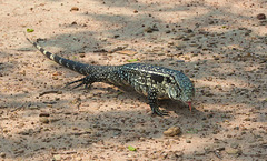 EF7A2728 Argentine White Black Tegu-2