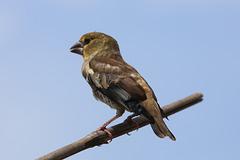 Kernbeißer (Coccothraustes coccothraustes) (1)