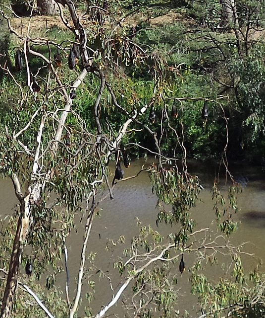 flying foxes at Yarra Bend