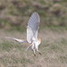 EF7A6789barnowl