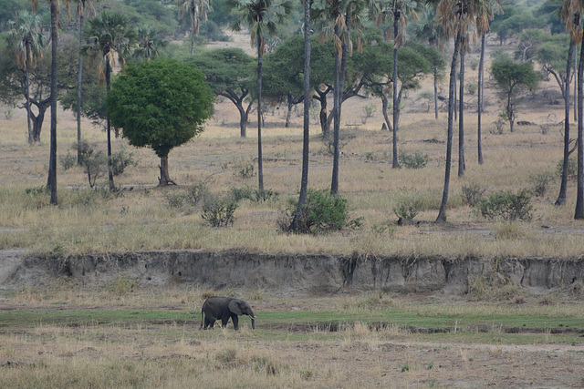 Tarangire, High Trees and Small Elephant