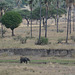 Tarangire, High Trees and Small Elephant