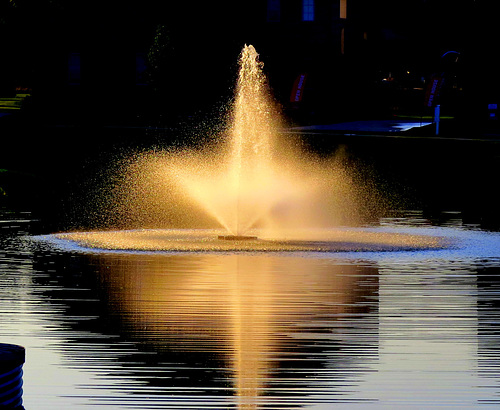 In the evening sun