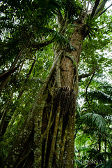 The Strangler Fig