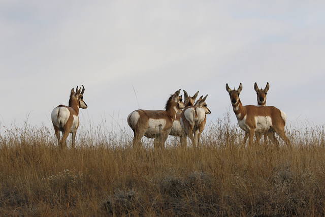 Pronghorns