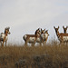 Pronghorns