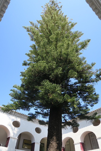 Araucaria heterophylla = pin de Norfolk, Loulé (Portugal)