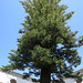Araucaria heterophylla = pin de Norfolk, Loulé (Portugal)