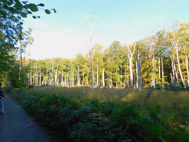 Lichtung im "Darßer Urwald"