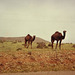 Dromadaires du grand sud Marocain (1986)