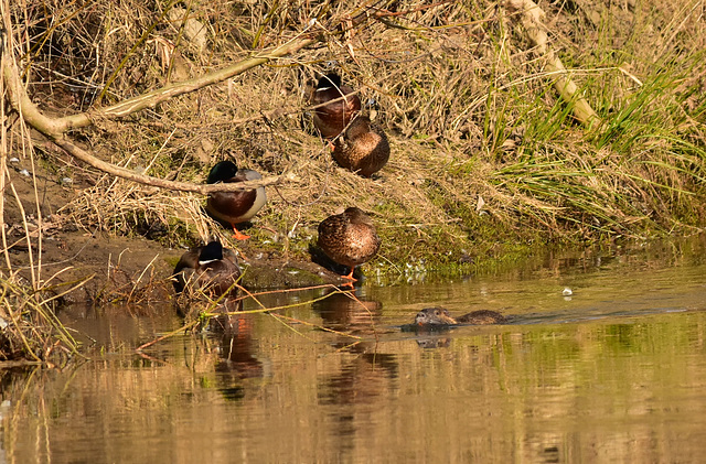 Enten grüßen