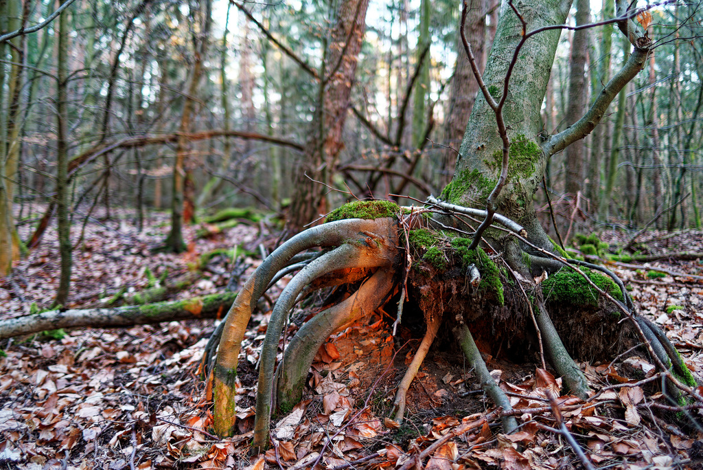 21.02.21 Ludwigshöhe 1