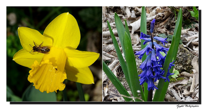 Dans l'espoir du retour du Printemps pour Eux