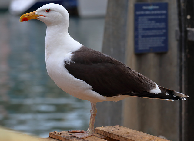 IMG 0348 greatBlackBackedGull dpp